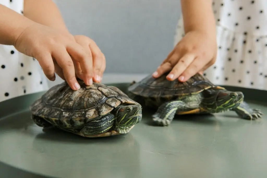 person holding turtle on table